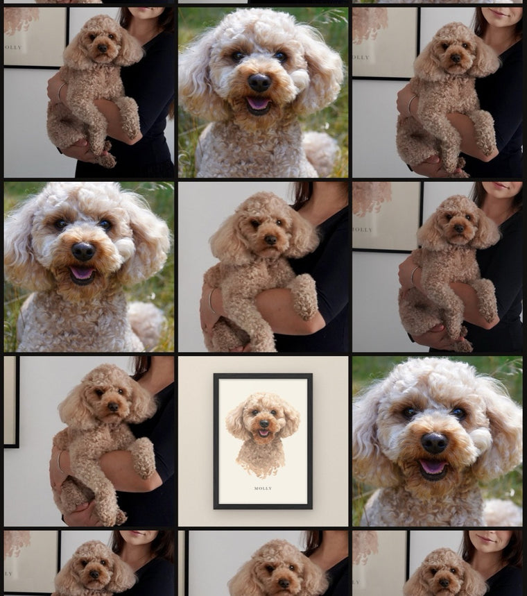 En kamerarulle full av bilder på samma hund, med porträttet bland dem