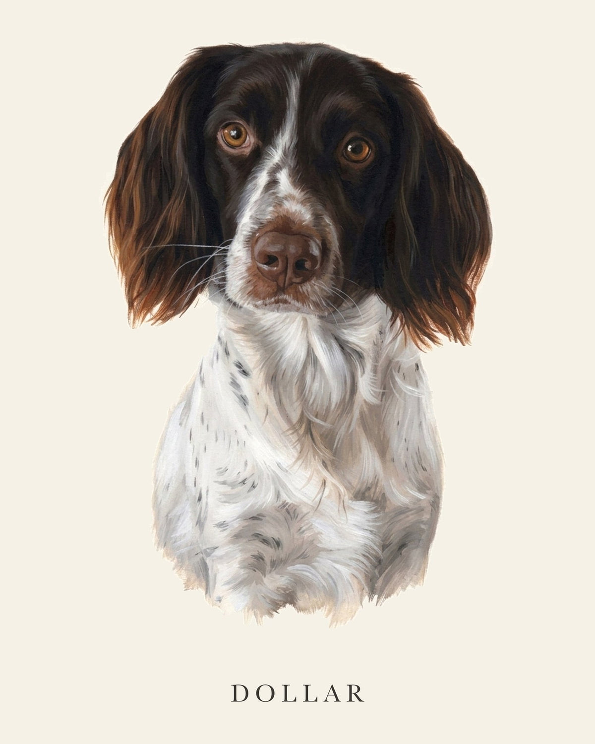 Hundporträtt av springer spanieln Dollar mot varmvit bakgrund, med hundens namn tryckt under motivet
