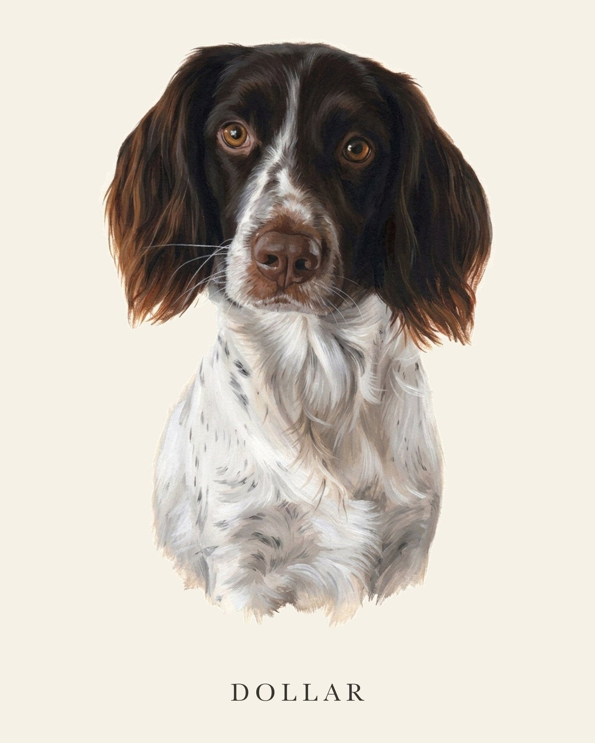 Hundporträtt av springer spanieln Dollar mot varmvit bakgrund, med hundens namn tryckt under motivet