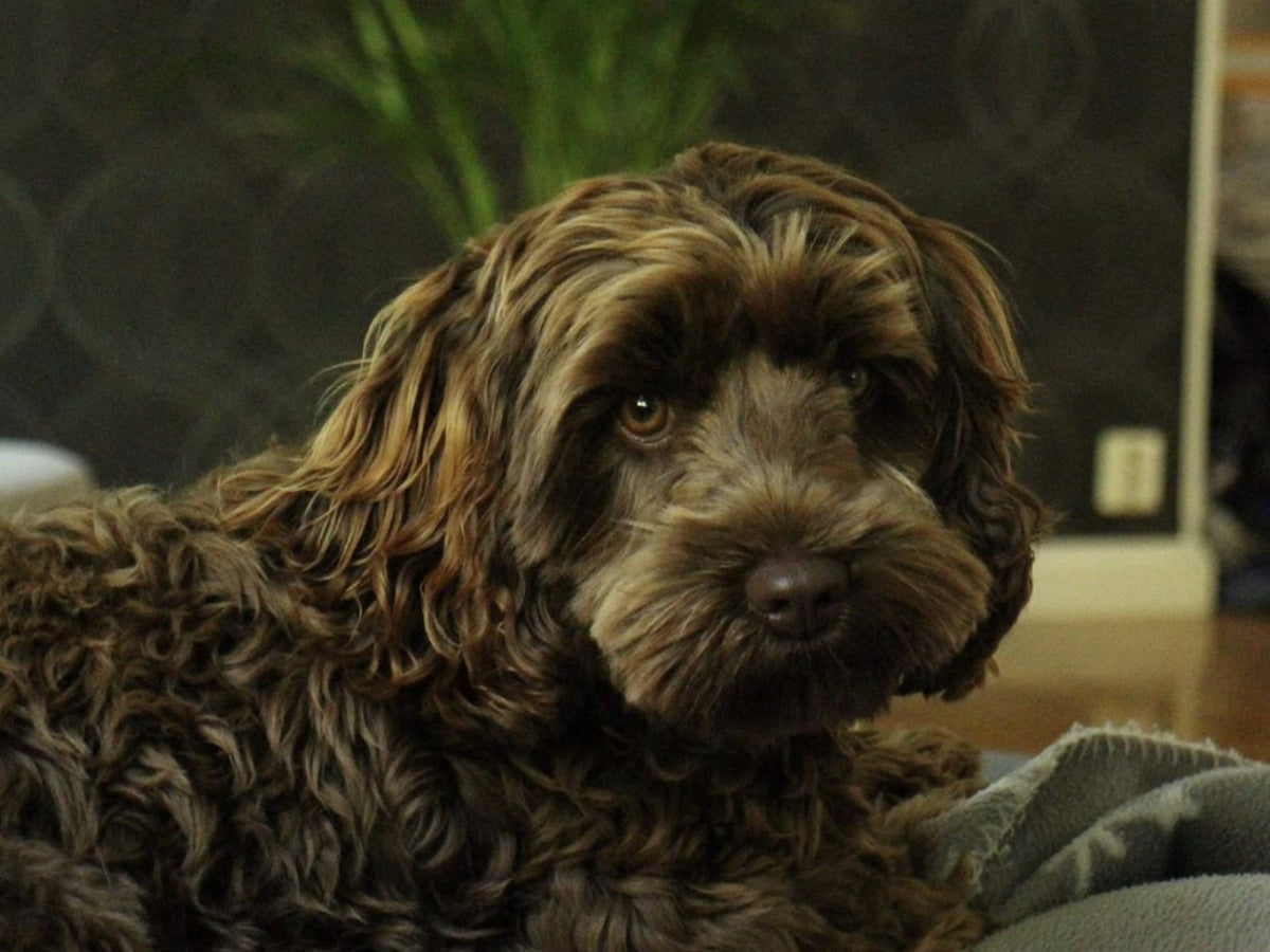 Kundens eget mobilfoto på hunden Irma, taget inomhus i svagt ljus, innan porträttet målades