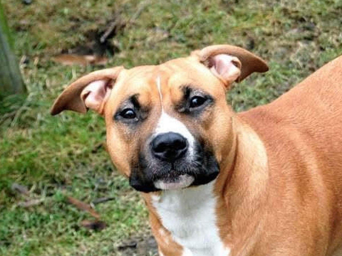 Kundens eget mobilfoto på hunden Stella ute i trädgården, innan porträttet målades