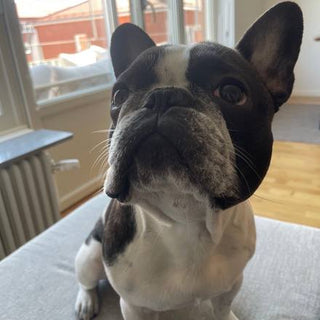 Fönstret bakom