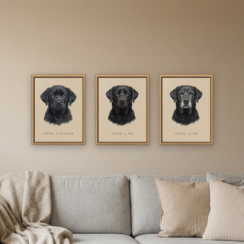 Tre porträtt av samma svarta labrador som valp, vuxen och gammal