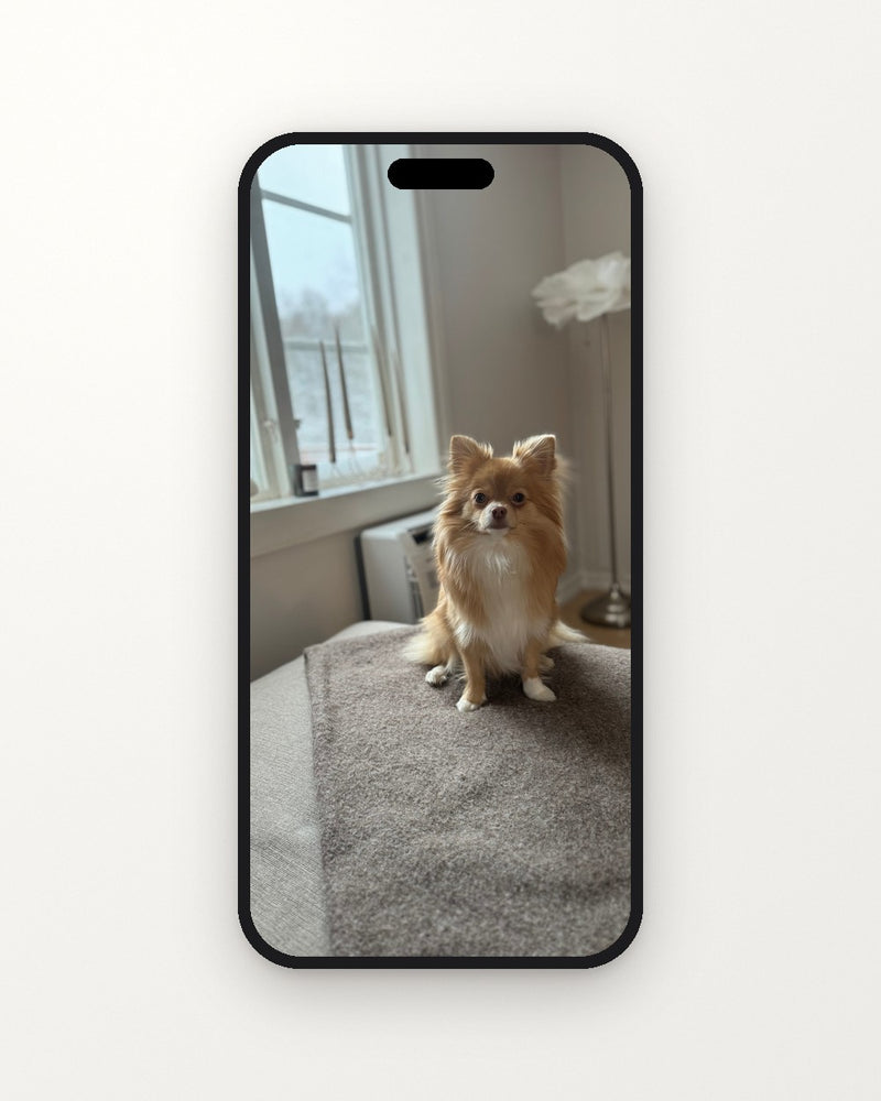 Mobil som visar ett vanligt foto på en långhårig chihuahua i vardagsrummet